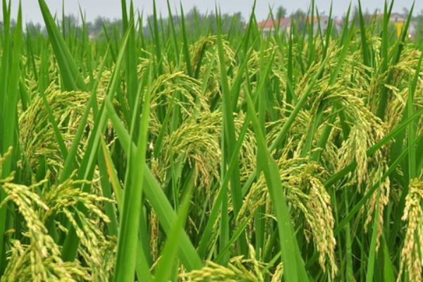 稻源香久水稻种子介绍，4月中下旬播种