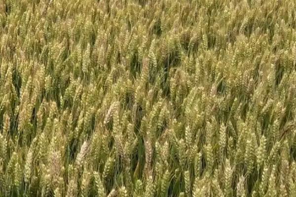 福兴麦18小麦品种的特性，中抗白粉病