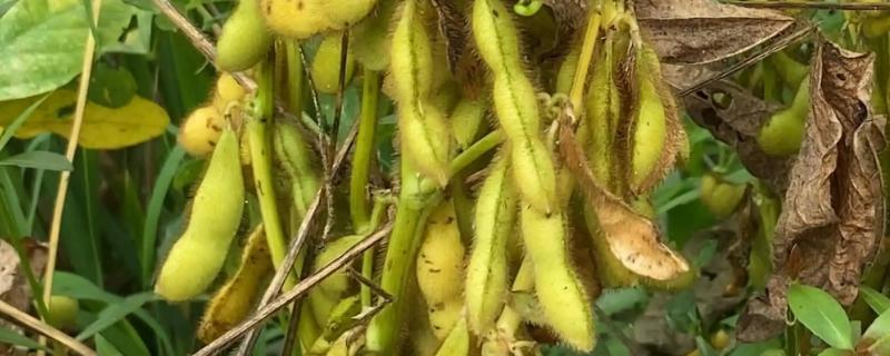 开鲜豆3号大豆品种的特性，播种在4月下旬～5月下旬为宜