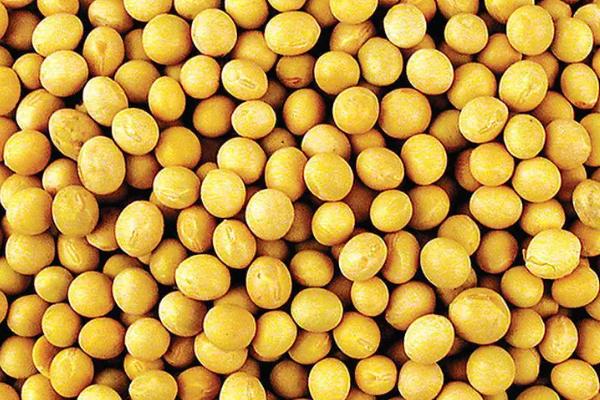辽豆66大豆品种简介，及时防治病虫草害
