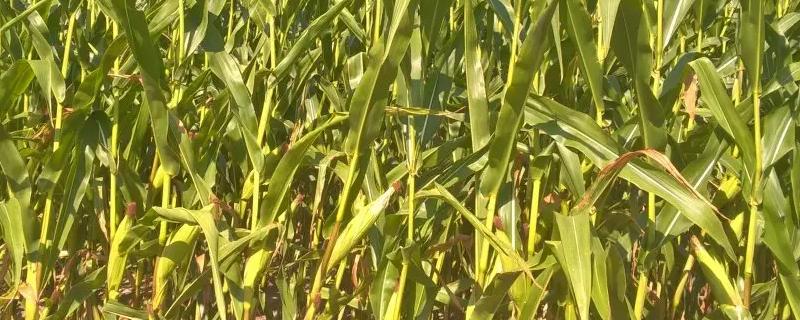红燕968玉米种子介绍，采用种子包衣防治地下害虫