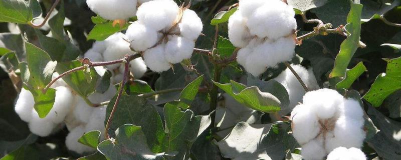 辽棉43棉花种子特征特性，辽宁棉区4月22～30日播种