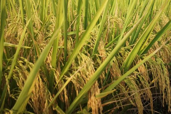 稻源香久水稻种子介绍，4月中下旬播种