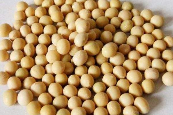 丹豆21大豆品种的特性，生育期132天