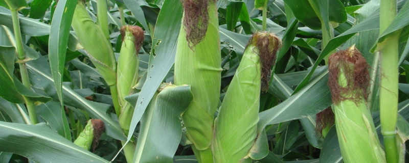 省原88玉米品种的特性，中等肥力以上地块栽培