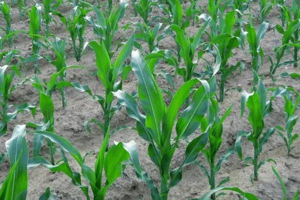 省原88玉米品种的特性，中等肥力以上地块栽培
