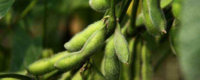 吉黑7号大豆种子特征特性，中晚熟品种