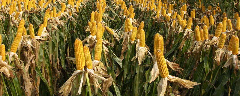 长单557玉米品种简介，4月下旬至5月上旬播种