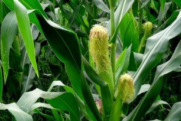吉农大2020玉米品种的特性，中等肥力以上地块栽培