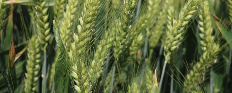 白春9号小麦种子简介，公顷播种量为270公斤