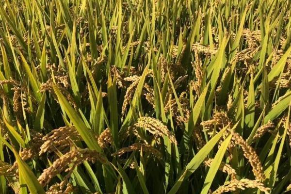 榆优18水稻种子简介，4月中旬播种
