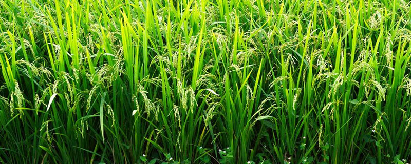 长粳729水稻种子简介，每亩有效穗数20.9万穗