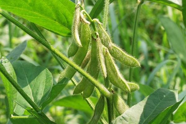 德豆12大豆种子介绍，8月中旬及时防治大豆食心虫