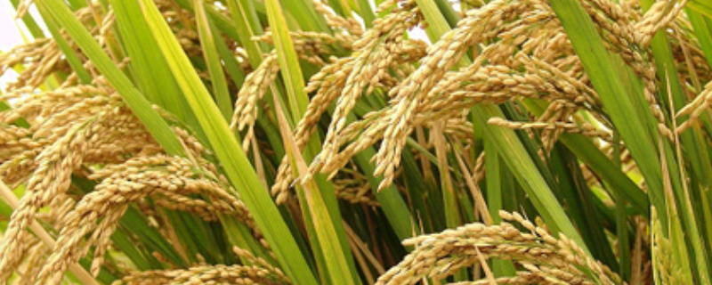 宏科328水稻品种的特性，晚熟品种