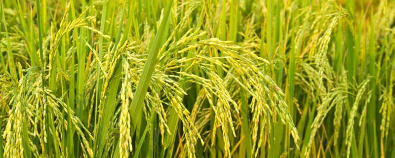 榆优18水稻种子简介，4月中旬播种