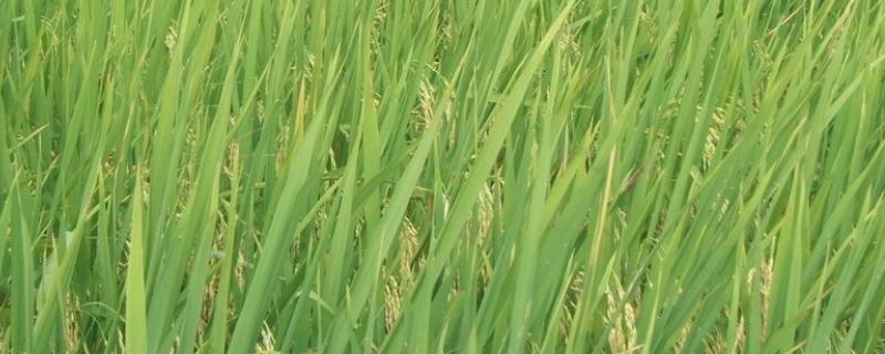 通科66水稻种简介，每亩有效穗数20.5万穗