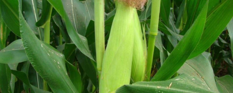 双色先蜜玉米种简介，该品种幼苗期第一叶鞘绿色