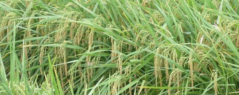 通禾829水稻种子特点，苗瘟表现中抗