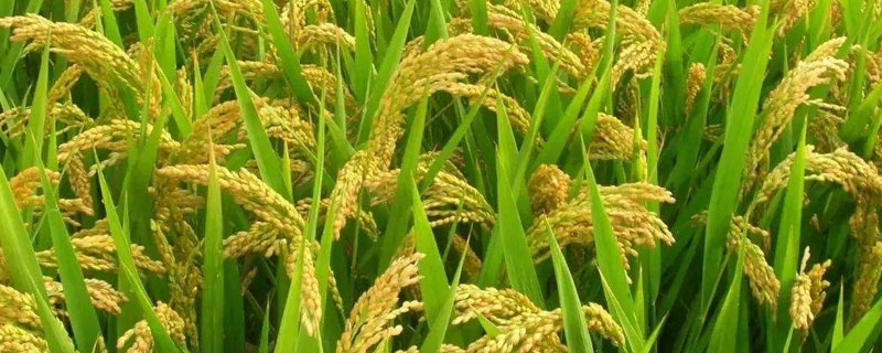 东粳78水稻种子介绍，生育期141天