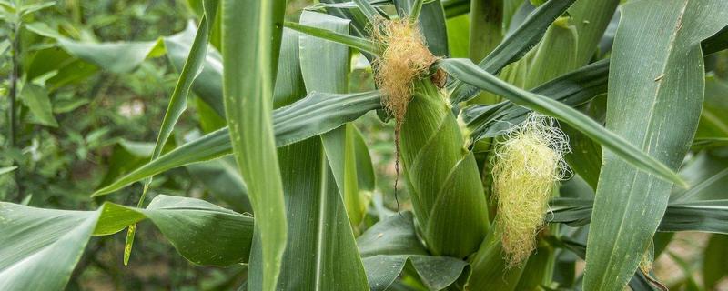 龙育601玉米品种的特性，选择中等以上肥力地块