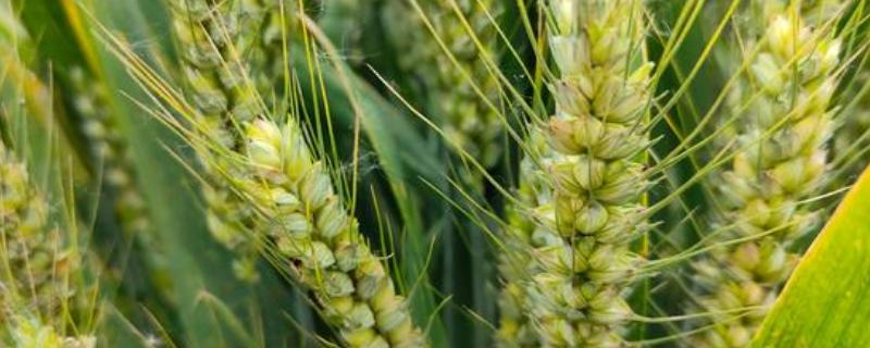 龙春166小麦品种简介，每亩用7.5～8克甲磺隆