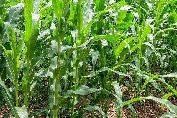 登鑫198玉米种子介绍，种植密度不宜过大