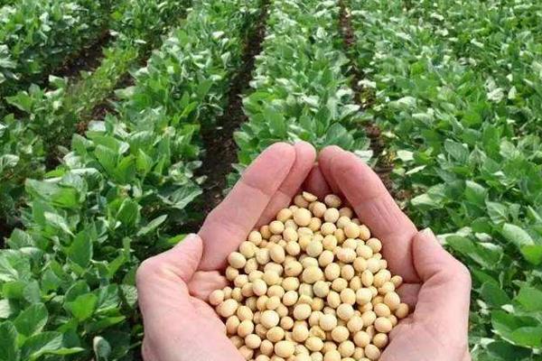 金臣2号大豆品种简介，选择中等肥力地块种植