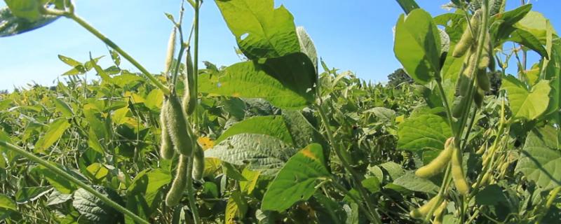 龙垦314大豆种子特点，该品种无限结荚习性