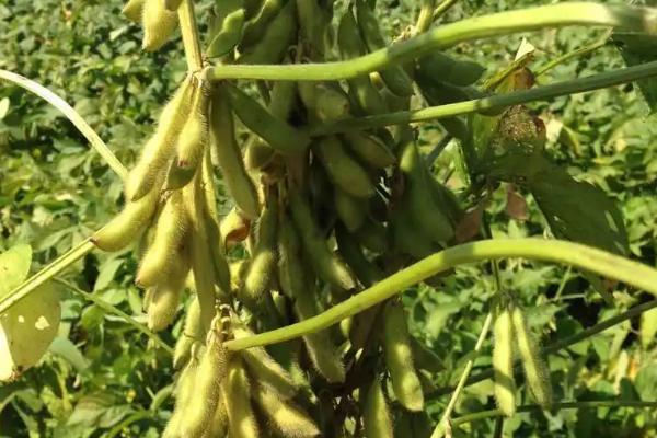 合农78大豆种简介，在适应区五月中上旬播种