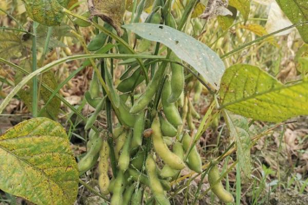 黑农93大豆品种的特性，在适应区5月上旬播种