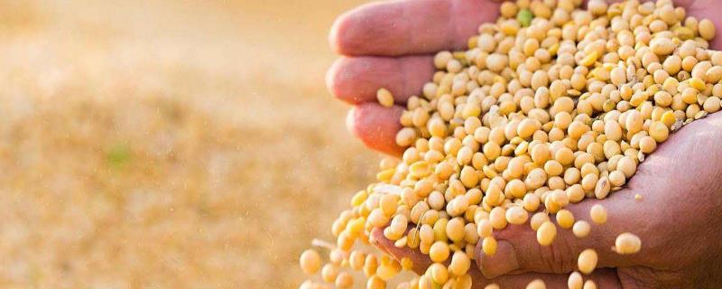 黑农93大豆品种的特性，在适应区5月上旬播种
