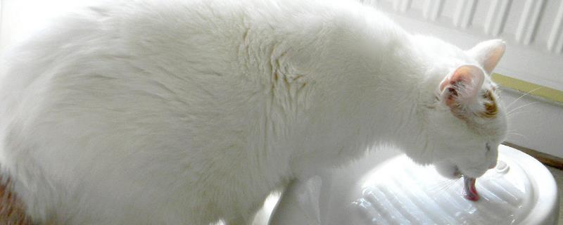 为什么猫不喜欢喝碗里的水，猫很少会主动喝水