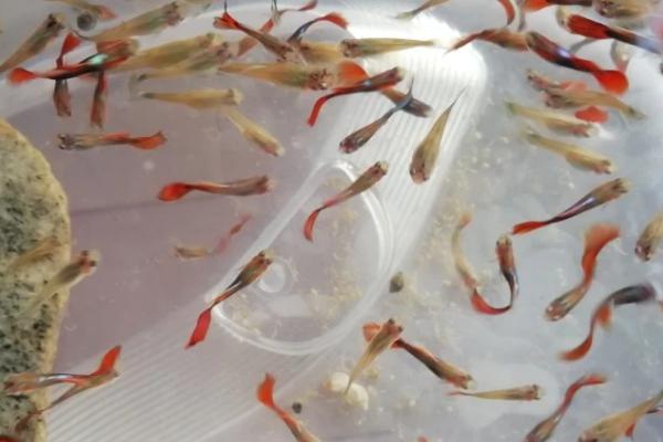 孔雀鱼生产注意事项，生产前需要准备单独的鱼缸