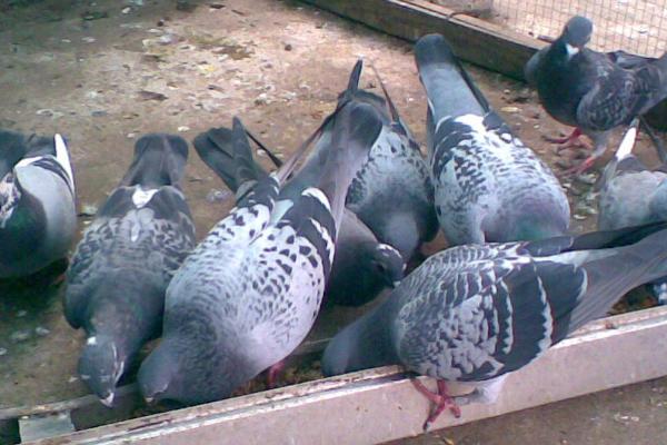 农村散养鸽子方法，需要定期给鸽子进行洗浴