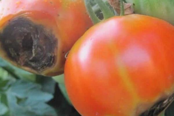 西红柿没熟就烂是什么病，应该是得了脐腐病