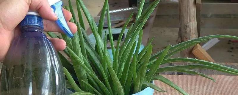 芦荟的浇水方法，春秋季每隔7天浇灌一次