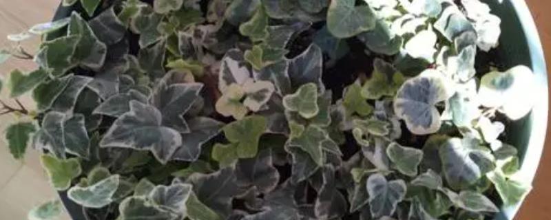 怎么养殖雪莹常春藤，生长期间每隔7天浇水1-2次