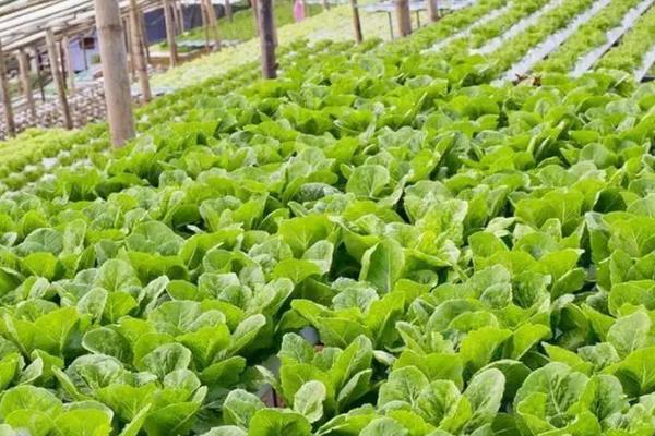 冬季大棚适宜种植蔬菜，包含有韭菜、小香葱、香菜等