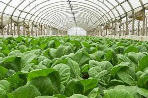 冬季大棚适宜种植蔬菜，包含有韭菜、小香葱、香菜等