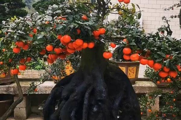 金弹子的施肥时间，如果是生桩就不可施肥