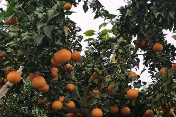 怎样防治柑橘沙皮病，可药剂防治也可以加强管理