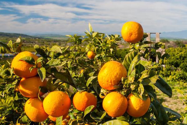 怎样防治柑橘沙皮病，可药剂防治也可以加强管理
