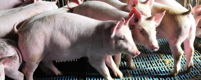 母猪体温38度打什么针，有便秘症状的可注射穿心莲