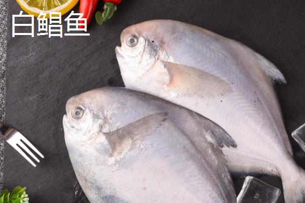 白鲳鱼和金鲳鱼的区别，科属和外形均不同