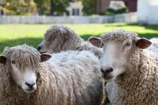羊的品种，常见的有阿尔泰细毛羊、德克塞尔羊等