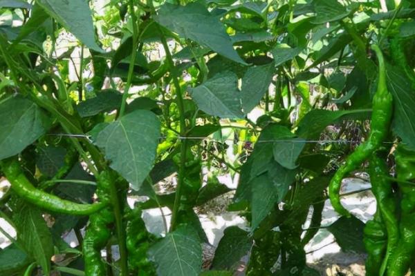 种植辣椒的注意事项，施肥、密度和温度都需要注意