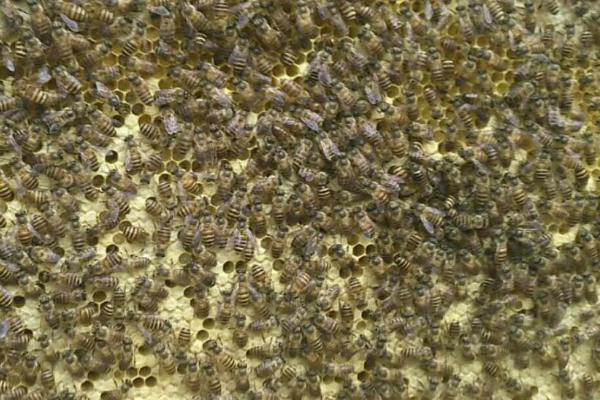 中蜂蜂王产卵如何刺激，可用稀糖浆进行连续奖励饲喂
