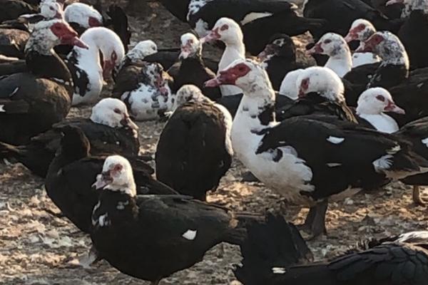 番鸭产蛋期饲养管理方法，根据四季气候变化采取相应的管理措施