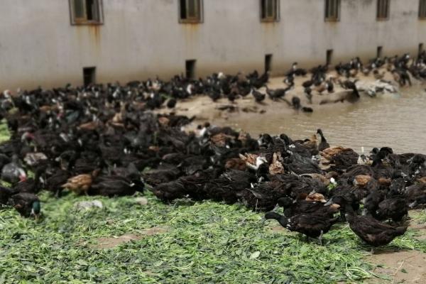 番鸭产蛋期饲养管理方法，根据四季气候变化采取相应的管理措施