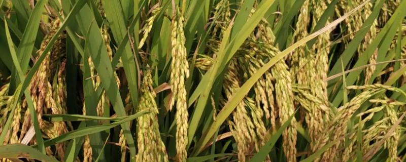 科两优2493水稻种简介，每亩有效穗数13.7万穗